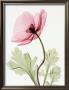 Iceland Poppy Ii by Steven N. Meyers Limited Edition Pricing Art Print