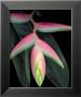 Haliconia by Rosemarie Stanford Limited Edition Pricing Art Print