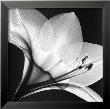 Amaryllis I by Steven N. Meyers Limited Edition Print