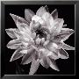 White Dahlia I by Caroline Kelly Limited Edition Print