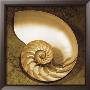 Chambered Nautilus by Caroline Kelly Limited Edition Print