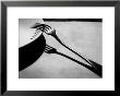 La Fourchette, 1928 by Andre Kertesz Limited Edition Print