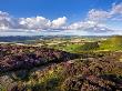 The Cleveland Way, Flanked By Heather, On Busby Moor, North Yorkshire Moors, Yorkshire, England, Un by Lizzie Shepherd Limited Edition Print