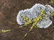 Close View Of Lichens Growing On A Rock by Sylvia Sharnoff Limited Edition Print