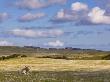 Highland Cow In A Field Of Buttercups And Clover On The Hebridean Island Of Islay, Isle Of Islay, H by Lizzie Shepherd Limited Edition Print