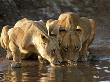 Lionesses Drinking Along The Savuti Channel by Beverly Joubert Limited Edition Print