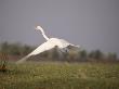 A White Egret Takes Off In Flight by Beverly Joubert Limited Edition Print