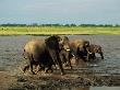 African Elephants Running Through Water by Beverly Joubert Limited Edition Print