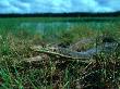 Goanna In Grass, Australia by David Curl Limited Edition Print