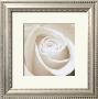 Rose by Angelos Zimaras Limited Edition Pricing Art Print