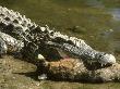 American Alligator, With Raccoon Prey, Florida, Usa by Brian Kenney Limited Edition Print