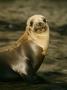 Guadalupe Fur Seal, Guadalupe Island, Mexico by David B. Fleetham Limited Edition Print