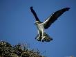 Osprey, Male Landing At Nest With Fish, Florida by Brian Kenney Limited Edition Print