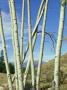 Aspen Trees, Populus Tremula by Gary And Terry Andrewartha Limited Edition Print