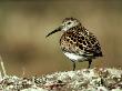 Dunlin, Norway by Tom Leach Limited Edition Pricing Art Print