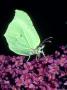 Brimstone Butterfly On Buddleia, Uk by Gordon Maclean Limited Edition Print