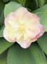 Tulip, Tulipa Peaches And Cream by Geoff Kidd Limited Edition Pricing Art Print