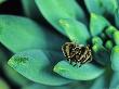 Velvet Spider, Adult Male On Plant, Tunisia by Emanuele Biggi Limited Edition Print