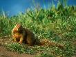 California Ground Squirrel, Looking, Usa by David Boag Limited Edition Print