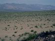 Creosote Bushes, California by Waina Cheng Limited Edition Print