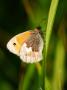 Small Heath Butterfly, Resting On Grass, Uk by Philip Tull Limited Edition Pricing Art Print