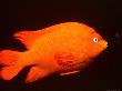 Close-Up Of A Garibaldi Fish by Wayne Brown Limited Edition Print