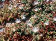 Ice Plant In Foothills, Fuerteventura, Canary Isles by David Fox Limited Edition Print