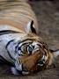 Bengal Tiger, Resting, India by Patricio Robles Gil Limited Edition Print