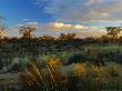 Desert Scene Near Bitterpan Camp, Northern Cape, South Africa by Roger De La Harpe Limited Edition Print