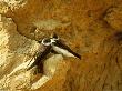 Bank Swallows, Pair Outside Nest Burrow, Minnesota by David Boag Limited Edition Print