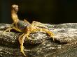 Cape Thick-Tailed Scorpion, Northern Tuli Game Reserve, Botswana by Roger De La Harpe Limited Edition Print