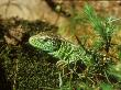 Sand Lizards, Head Of Male by David Boag Limited Edition Print