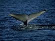 Blue Whale, Flukes, Gulf Of California by Patricio Robles Gil Limited Edition Print