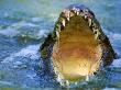 Nile Crocodile, Greater St. Lucia Wetland Park, South Africa by Roger De La Harpe Limited Edition Print