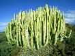 Euphorbia Canariensis, Canary Islands by C. W. Helliwell Limited Edition Print