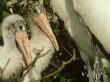 Wood Stork, Nestlings, Florida by Brian Kenney Limited Edition Print