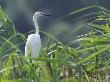 Little Egret by Stevan Stefanovic Limited Edition Print