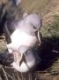 Grey Headed Albatross, Courtship, South Georgia by Ben Osborne Limited Edition Pricing Art Print