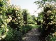 Metal Arch, At End Of Gravel Path Lined With Rosa Buff Beauty by Sunniva Harte Limited Edition Print