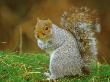 Grey Squirrel, Sciurus Carolinensis by David Boag Limited Edition Print