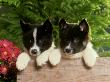 Karelian Bear Dog, Pair Of Puppies Playing On Wooden Box by Alan And Sandy Carey Limited Edition Print