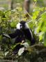 Angola Black And White Colobus Monkey In Tree, Rwanda by Ariadne Van Zandbergen Limited Edition Print