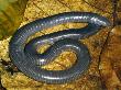 Caecilian, Rainforest, Costa Rica by Michael Fogden Limited Edition Print