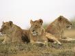 Lions, Ngorongoro Crater, Africa by Keith Levit Limited Edition Print
