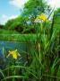 Yellow Iris, Flowering by David Boag Limited Edition Pricing Art Print