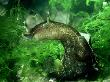 Sea Hare, Devon, Uk by Oxford Scientific Limited Edition Print