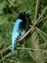 Fairy Bluebird, Asia by James H. Robinson Limited Edition Pricing Art Print
