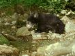 Sloth Bear, Melursus Ursinus Sri Lanka, India by Alan And Sandy Carey Limited Edition Print