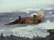 River Otter, Lutra Canadensis Rolling Over In Winter Montana by Alan And Sandy Carey Limited Edition Pricing Art Print
