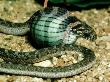 Egg-Eater Snake, Savannah, S.Africa by Michael Fogden Limited Edition Print